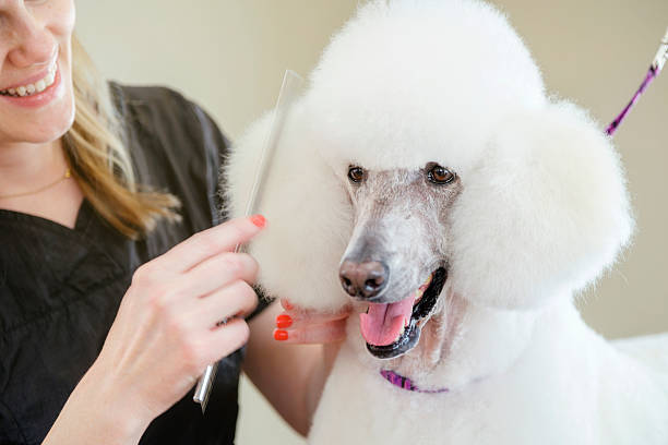 istock Professional Dog Groomer in a Pet Salon 467871892