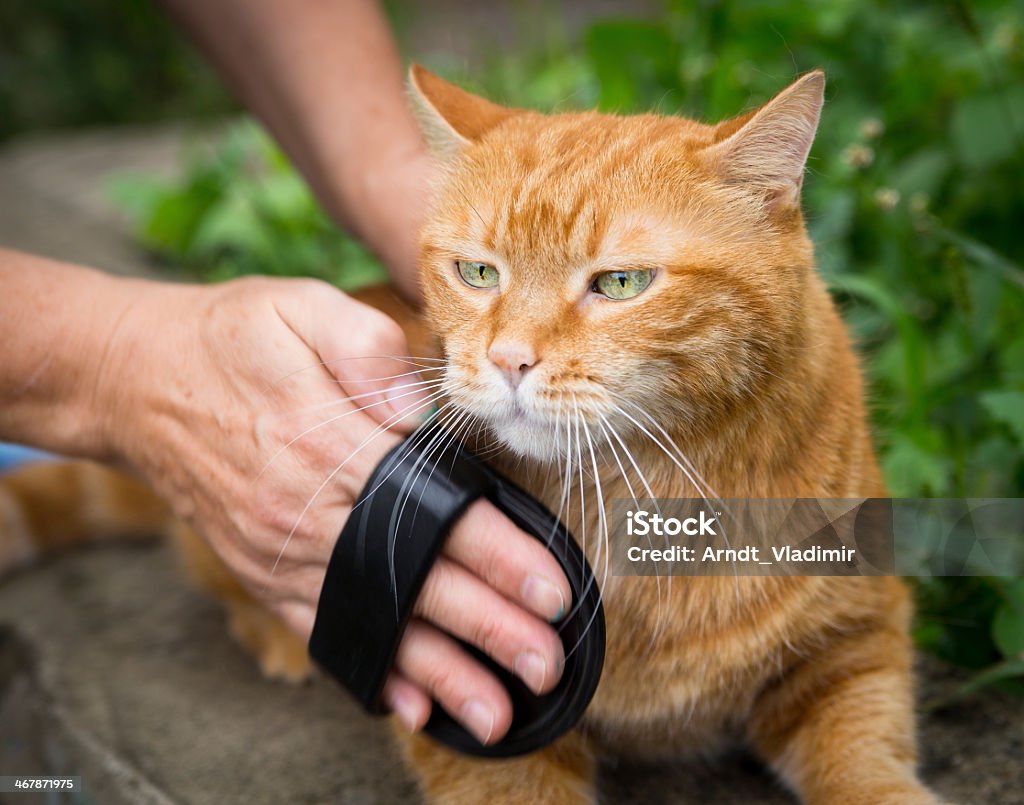 Woman combing a cat. Woman combing a red cat outdoor. Selective focus. Adult Stock Photo