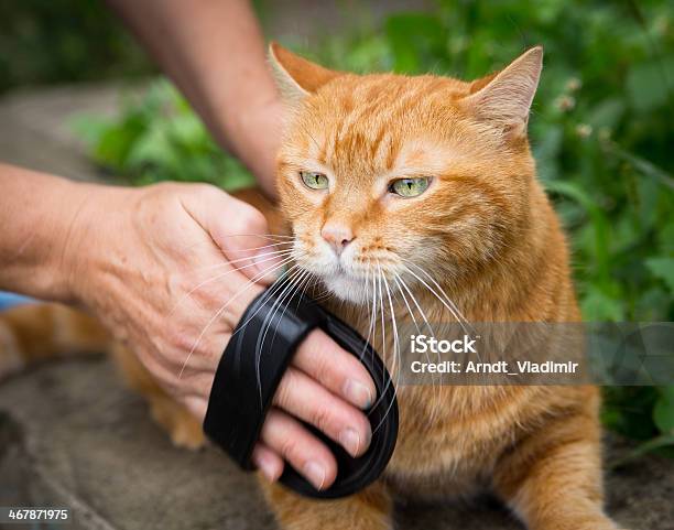 Woman Combing A Cat Stock Photo - Download Image Now - Adult, Animal, Animal Brush