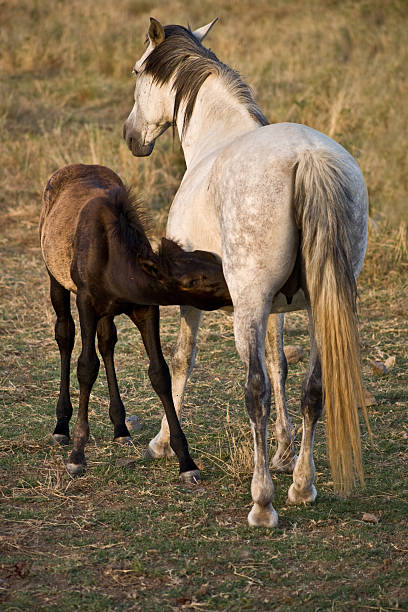 istock Foal drinking his mother's milk 467873191