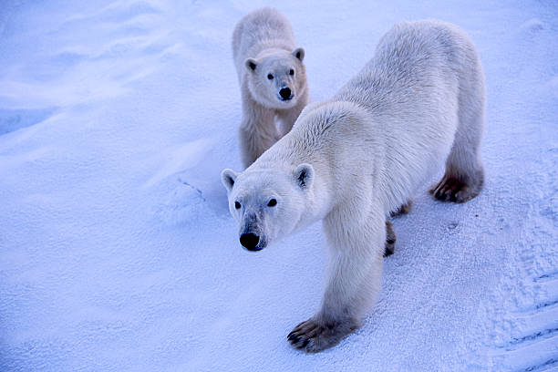 orso polare madre e un cucciolo di icy hudson bay - polar bear endangered species bear arctic foto e immagini stock