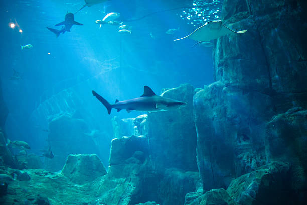 istock Exotic fishes in an aquarium 467874900
