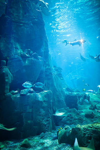 istock Exotic fishes in an aquarium 467875136