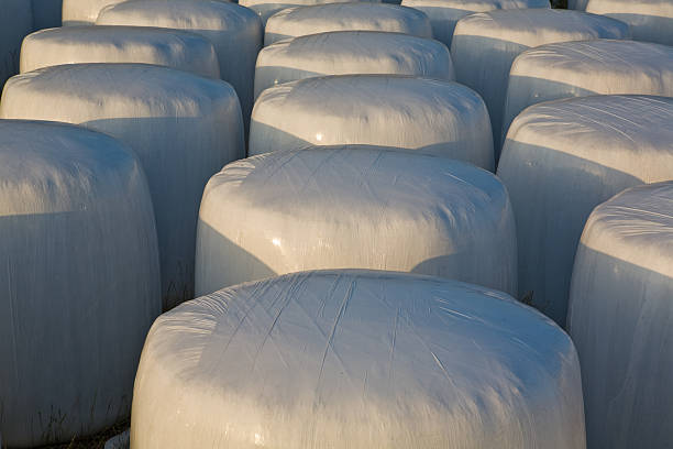 istock White plastic wrap cover for wheat cereal bales 467878347