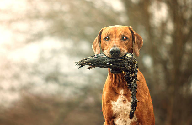 Lindo cachorro de caça rhodesian ridgeback holt pato - foto de acervo