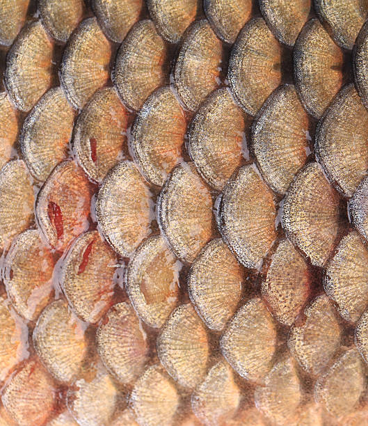 istock Texture of fish scales close up. 467880439