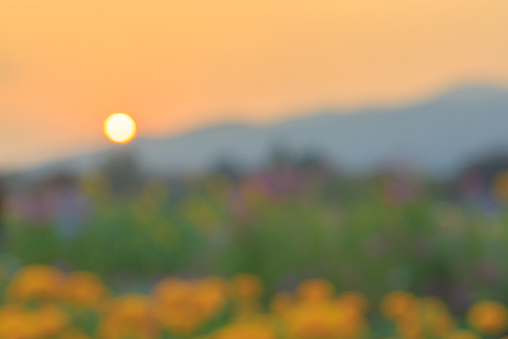 Sunset with flower on blurred  Scene