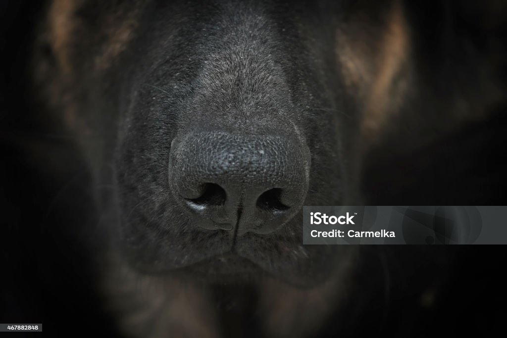 og muzzle dog muzzle 2015 Stock Photo