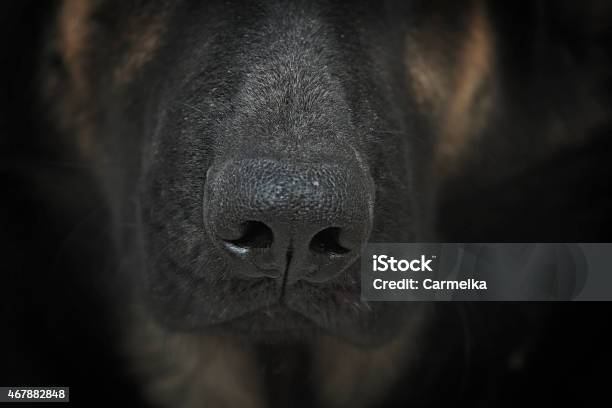 Og Muzzle Stock Photo - Download Image Now - 2015, Animal Nose, Close-up