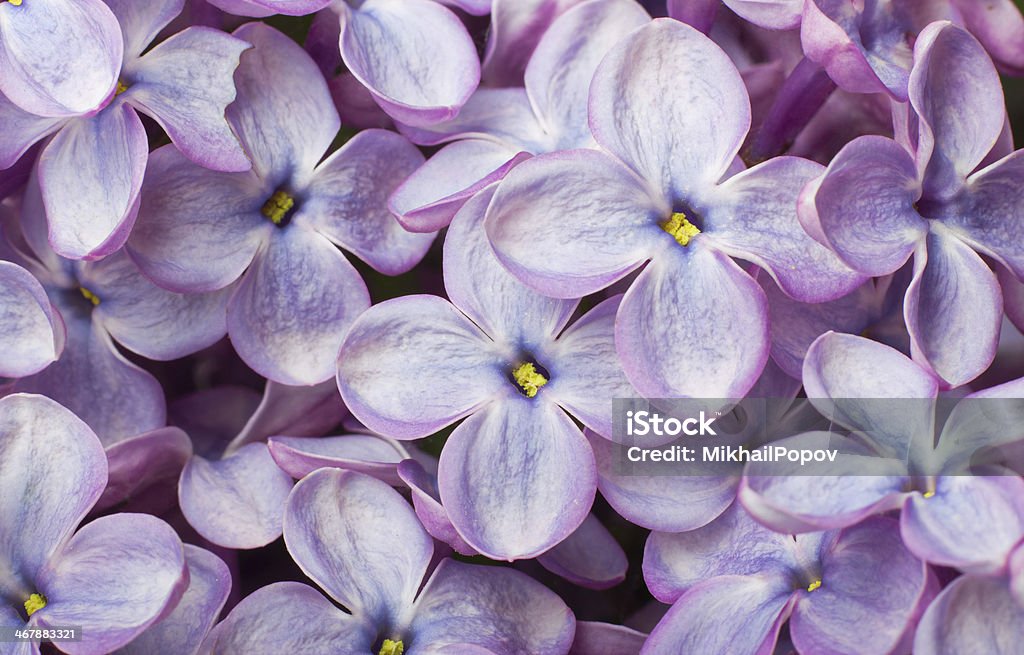 Lilac flowers. Macro photo. Beautiful spring lilac flowers. Macro photo. Abstract Stock Photo