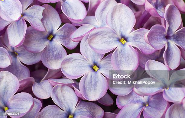 Lilac Flowers Macro Photo Stock Photo - Download Image Now - Abstract, Backgrounds, Blue