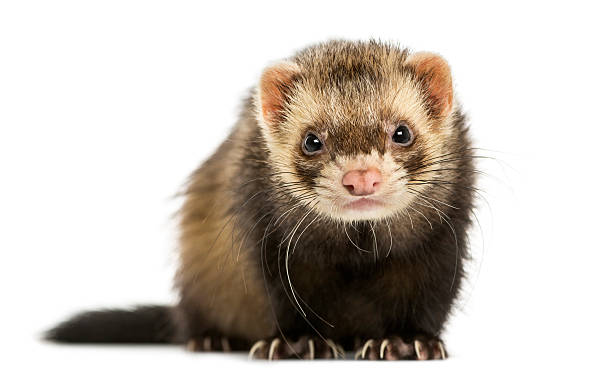 istock Front view of a Ferret looking at the camera, isolated 467883573