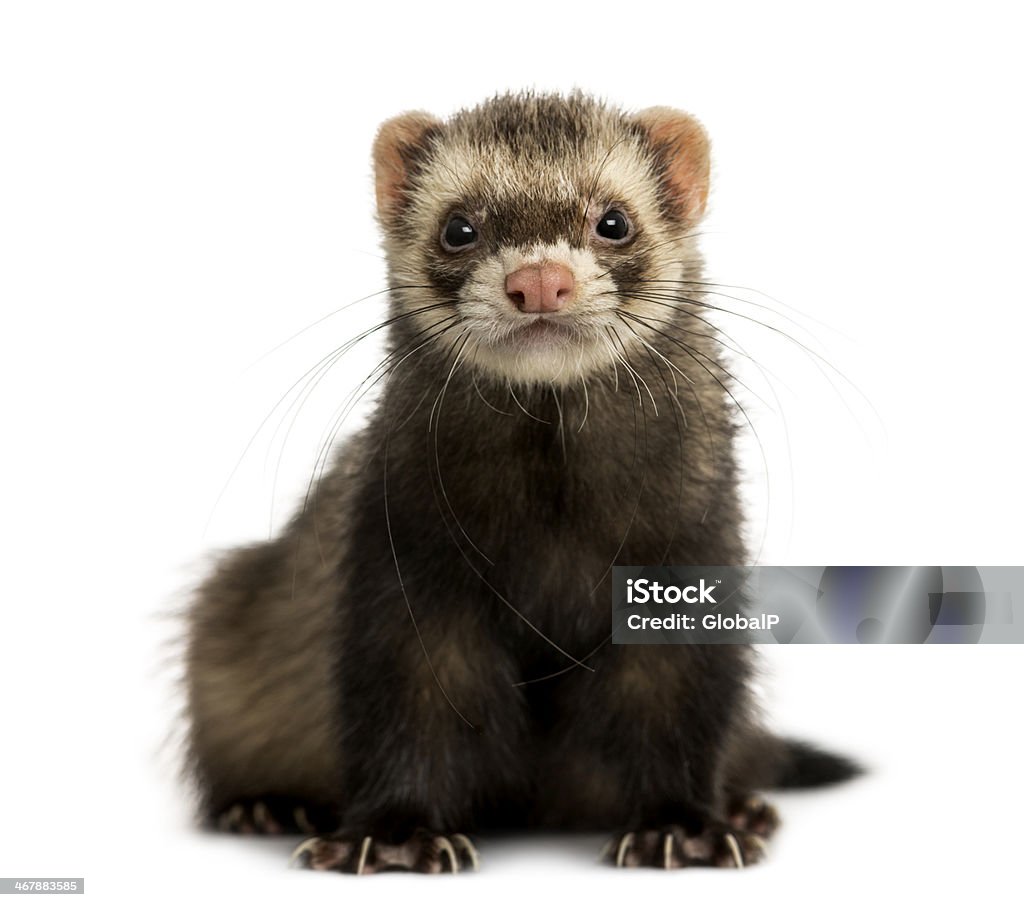 Adorable ferret staring into camera Front view of a Ferret looking at the camera, isolated on white Ferret Stock Photo