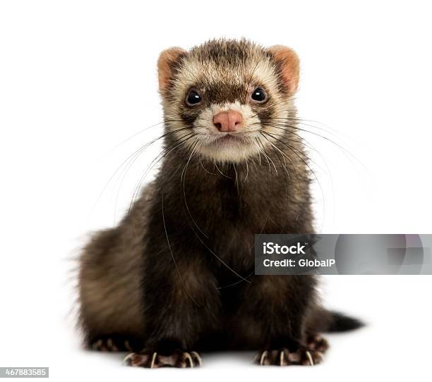 Adorable Ferret Staring Into Camera Stock Photo - Download Image Now - Ferret, White Background, Cut Out