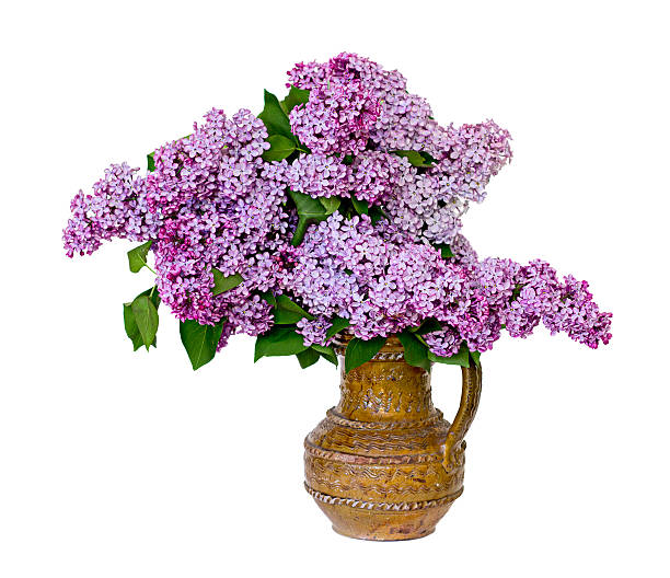 istock Lilac bouquet in clay vase. 467884605