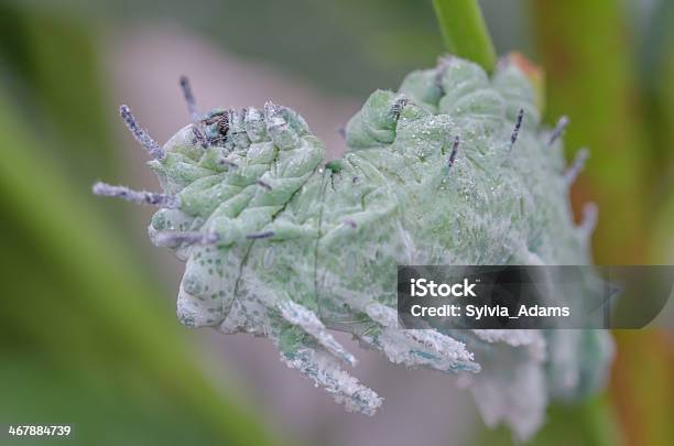 Photo libre de droit de Chenille De Papillon Atlas banque d'images et plus d'images libres de droit de Asie - Asie, Asie du Sud-Est, Beauté