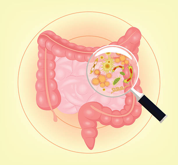 illustrazioni stock, clip art, cartoni animati e icone di tendenza di vettore intestino con batteri, i germi e lente d'ingrandimento - alimentary