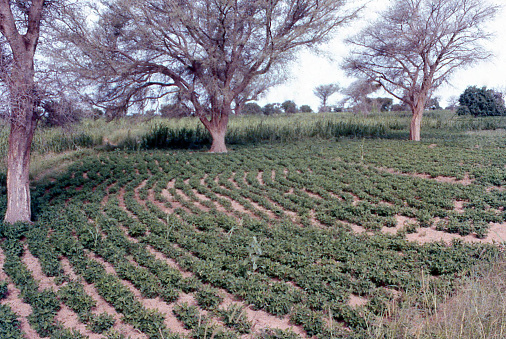 Bambara Groundnut field under Acacia Albida Trees Burkina Faso West Africa