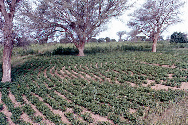 Bambara Groundnut field Acacia Albida Trees Burkina Faso West Africa Bambara Groundnut field under Acacia Albida Trees Burkina Faso West Africa agroforestry stock pictures, royalty-free photos & images