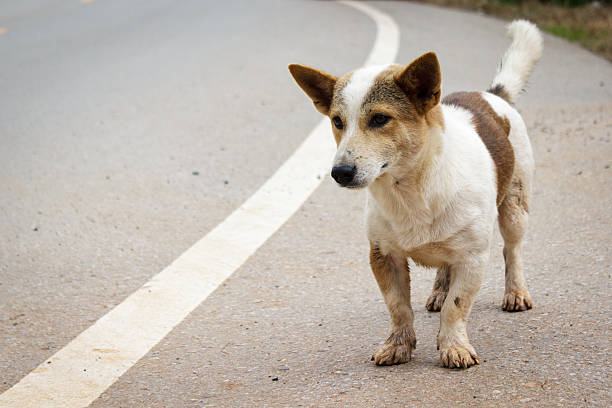istock Journey of dog 467885763