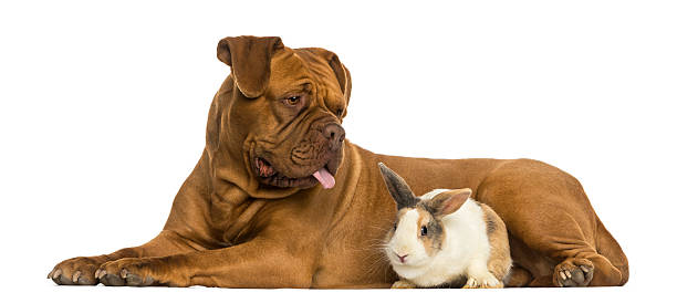 istock Dogue de Bordeaux panting and rabbit lying together, isolated 467886043