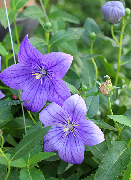 istock the beautiful  purple flower 467887745
