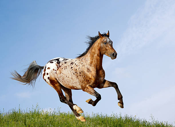 Appaloosa stallion running through the pasture appaloosa stallion running in field appaloosa stock pictures, royalty-free photos & images