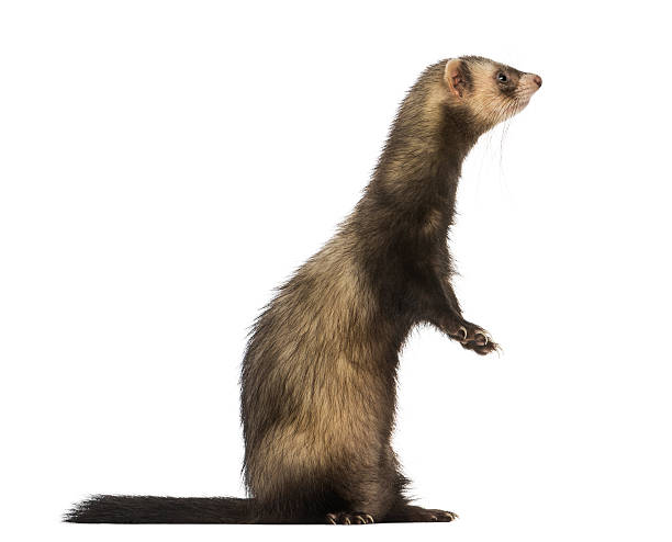 istock Side view of a Ferret standing on hind legs, isolated 467887997
