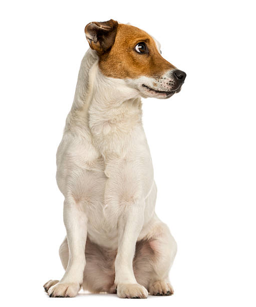 istock Jack russel terrier sitting, looking away, isolated on white 467888011