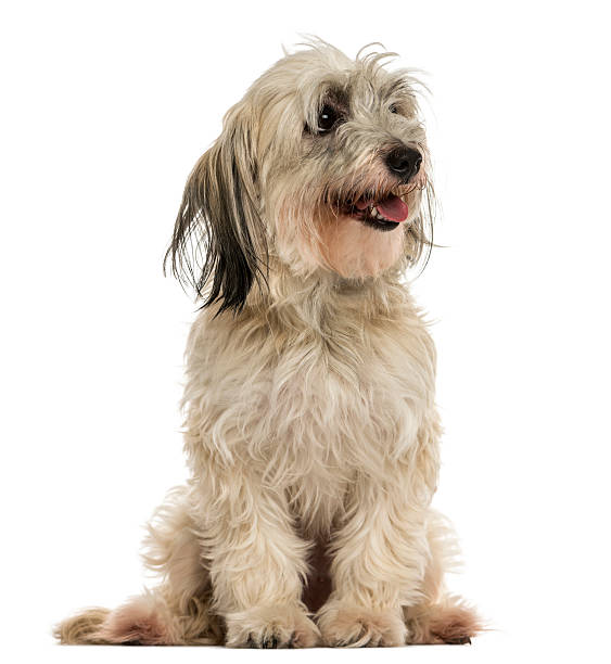 istock Shih tzu sitting, panting, isolated on white 467888025