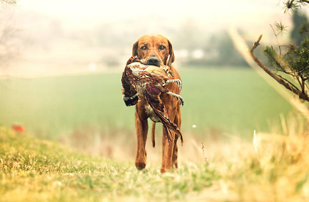 istock beautiful rhodesian ridgeback dog puppy holt pheasant hunting 467888550
