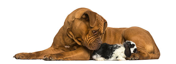 istock Dogue de Bordeaux and Lop rabbit lying together, isolated 467888813