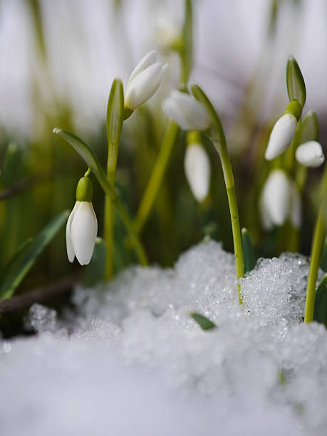 istock Group of snowdrop flowers  growing in snow 467888841