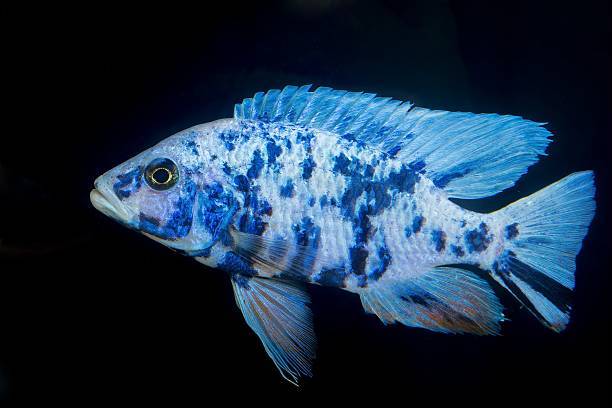 Aulonocara - male Nice blue OB male of cichlid fish from genus Aulonocara. cichlid stock pictures, royalty-free photos & images