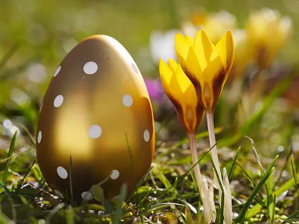 easter eggs on a meadow with crocus flowers outside