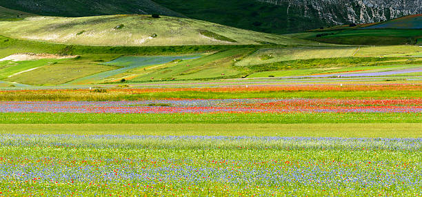 istock Piano Grande di Castelluccio (Italy) 467889816