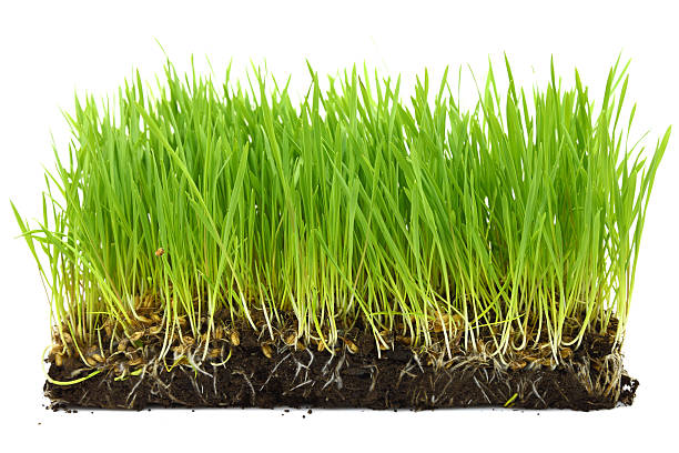 istock Organic wheat sprouts with soil and roots isolated 467891309