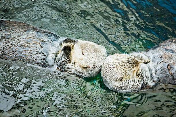 istock Couple of sea otters 467891911