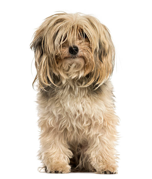 istock Front view of a Yorkshire terrier sitting, isolated on white 467891955