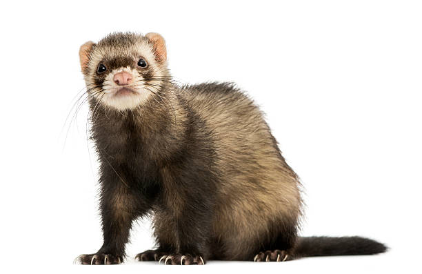 istock Ferret sitting, looking at the camera, isolated on white 467892013