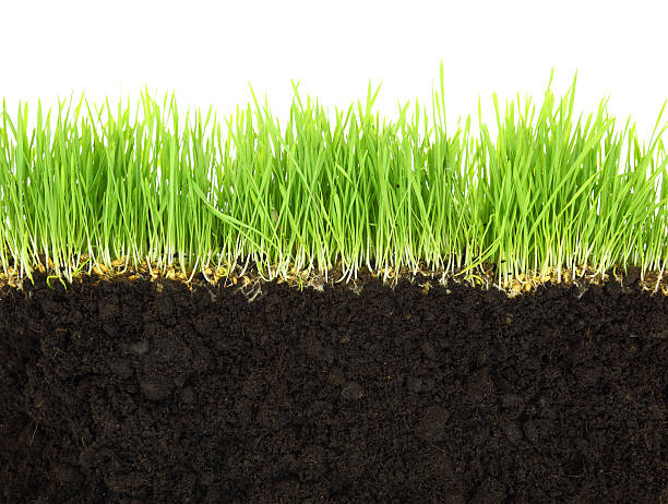 istock Cross-section of soil and grass isolated on white background 467892343