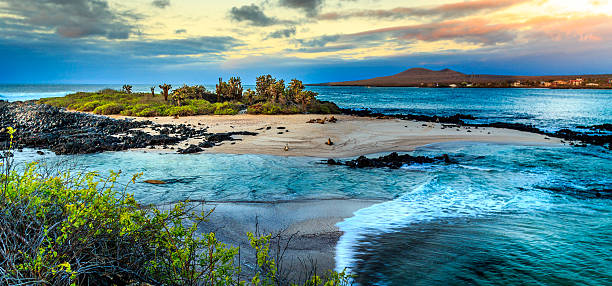 ガラパゴス - galapagos islands ストックフォトと画像