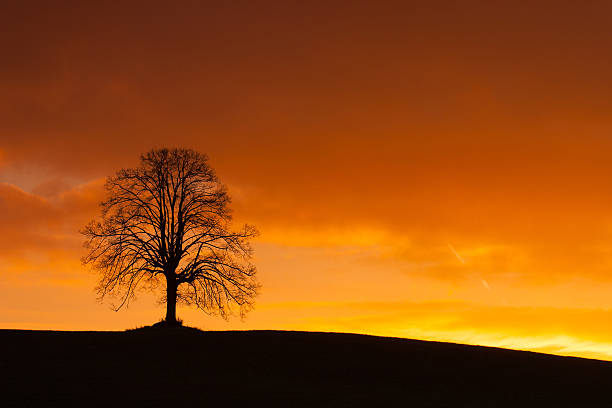 istock Lonely tree on the hill at sunrise 467893528