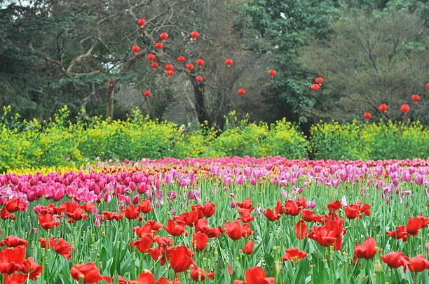 istock beautiful flowers in garden,after rain 467894100