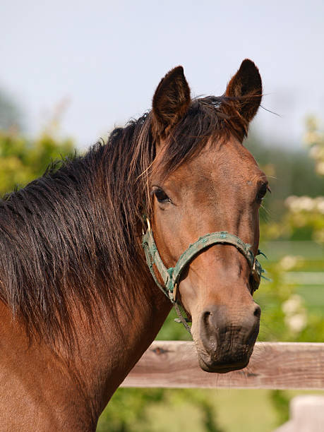 istock Bay Horse Head Shot 467894862