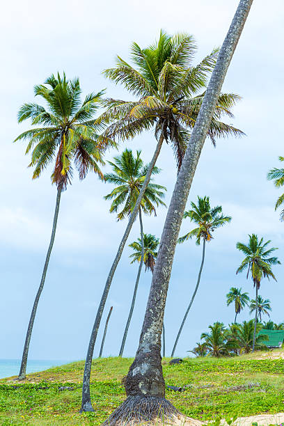 istock Palm Trees at Aldeia dos Hippies in Bahia, Brazil 467894916
