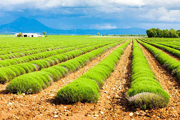 istock lavender field, Provence, France 467895676