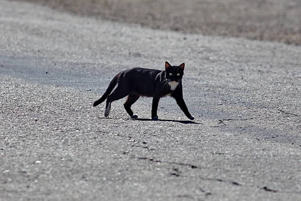 gatto nero strada di attraversamento - bombay beach foto e immagini stock