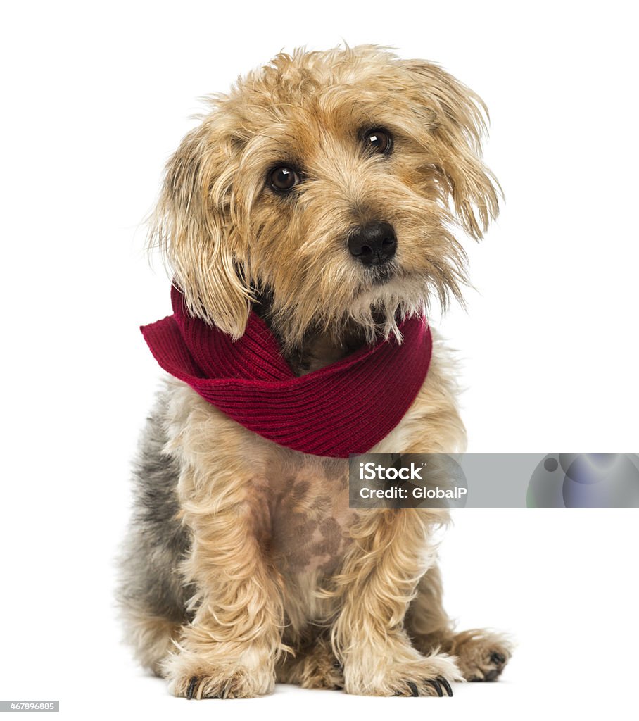 Front view of Lucas terrier sitting, wearing a scarf Front view of a Lucas terrier sitting, wearing a scarf, isolated on white Animal Stock Photo