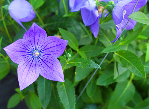 istock the beautiful  purple flower 467897679